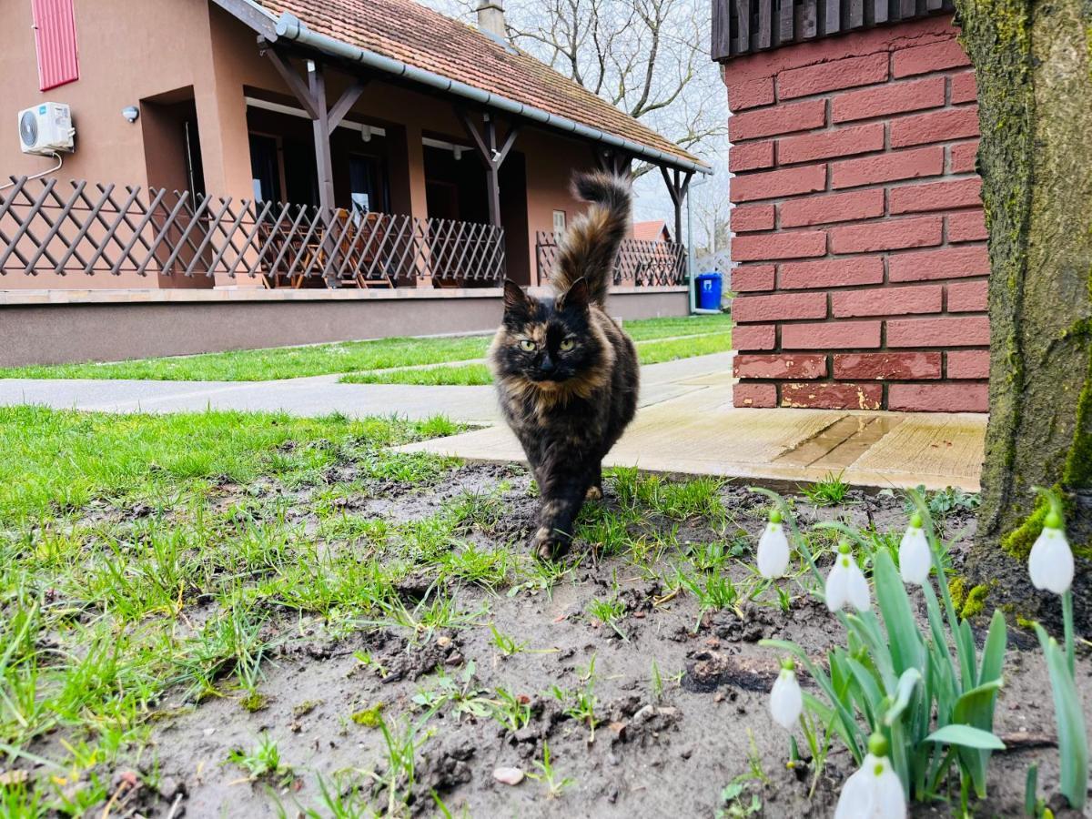 Appartamento Turul -Kuca Za Odmor- Korod Esterno foto